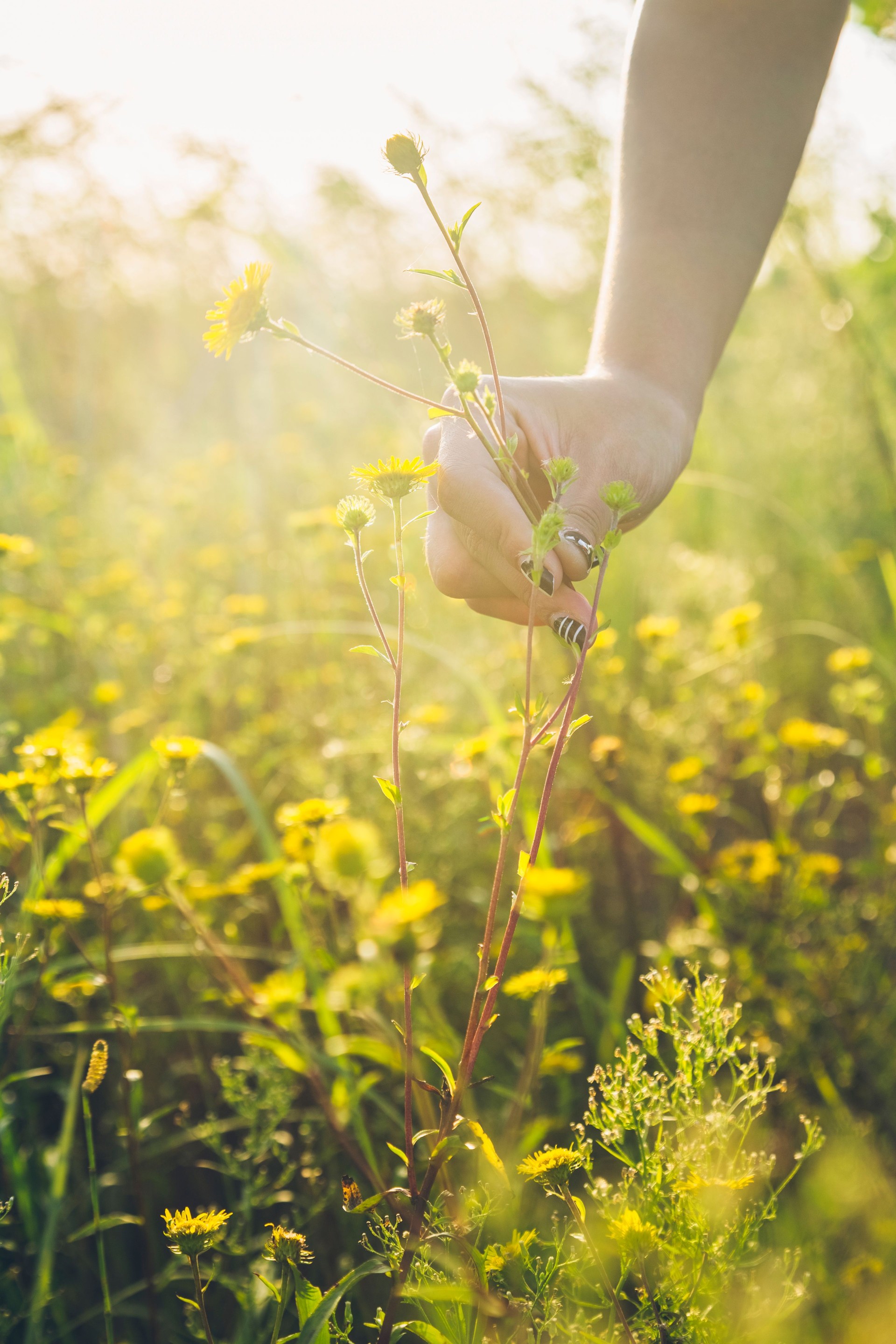 detail shot of woman hand picking yellow flowers in field